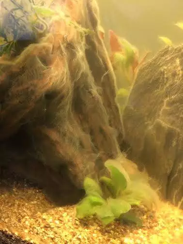 Fotka č. 1 k příspěvku 588305