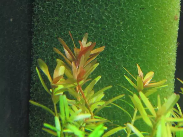 Fotka č. 1 k příspěvku 589145