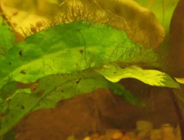 Fotka č. 1 k příspěvku 62202