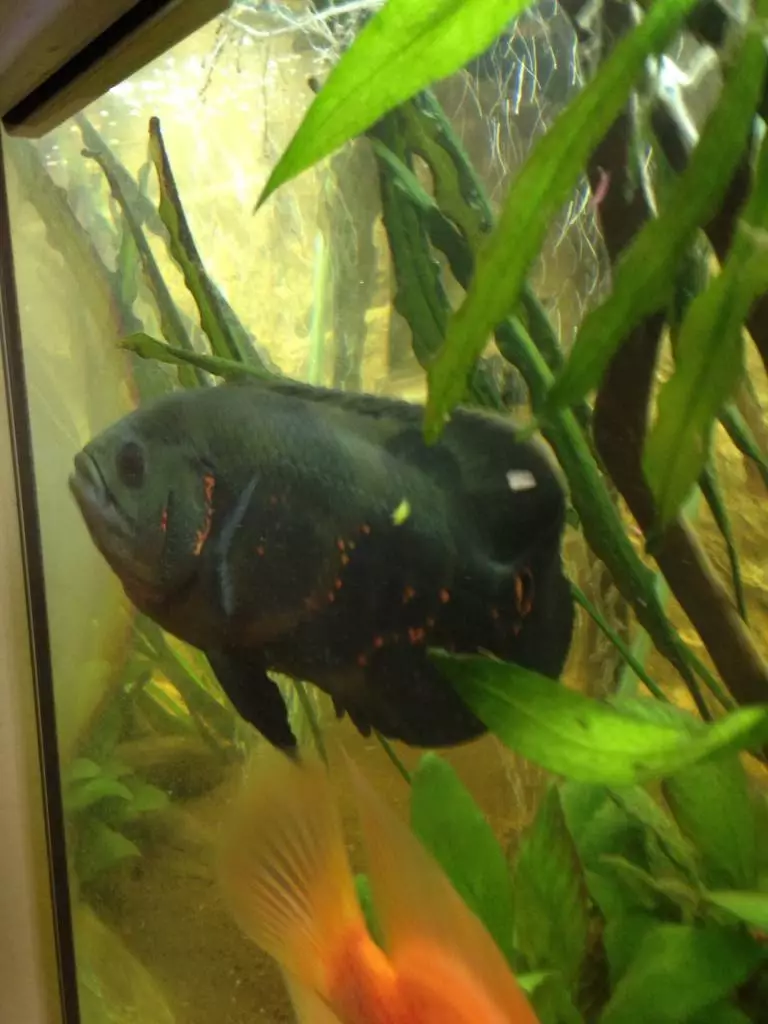 Fotka č. 1 k příspěvku 652498