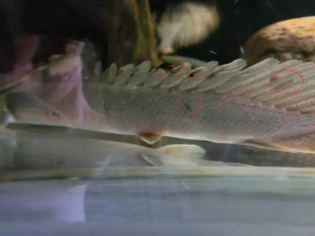 Fotka č. 5 k příspěvku 658427