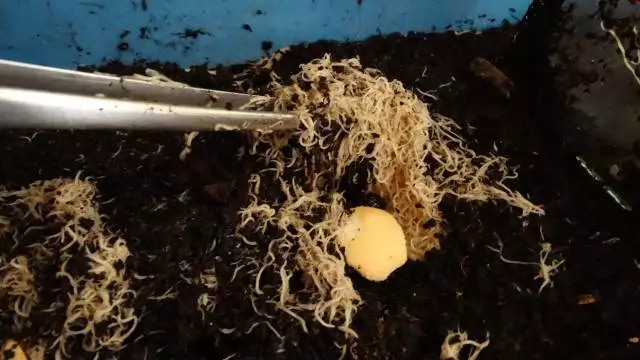 Fotka č. 4 k příspěvku 664866