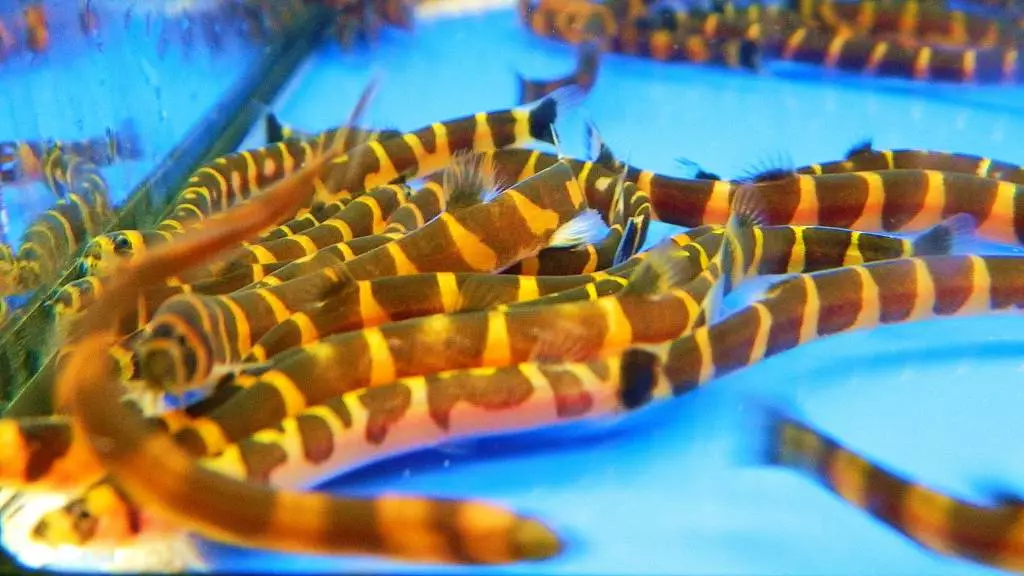 Fotka č. 1 k příspěvku 670635