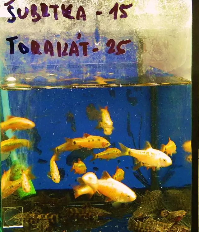 Fotka č. 5 k příspěvku 670636