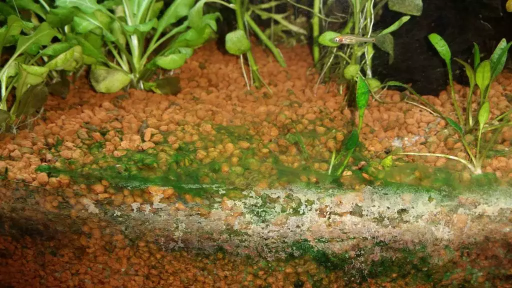 Fotka č. 1 k příspěvku 707878