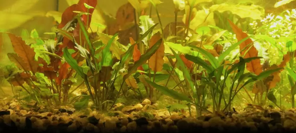 Fotka č. 1 k příspěvku 715845