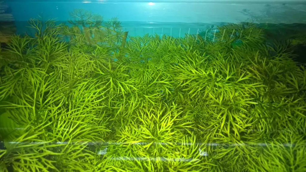 Fotka č. 2 k příspěvku 765960