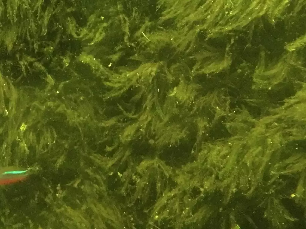 Fotka č. 1 k příspěvku 786017