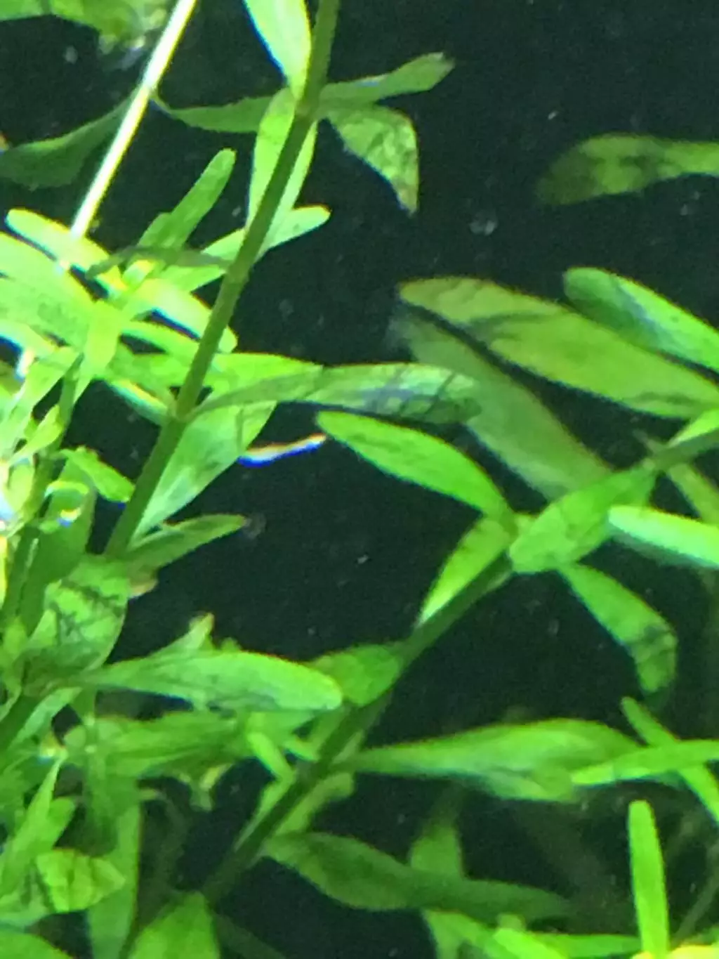 Fotka č. 1 k příspěvku 786875