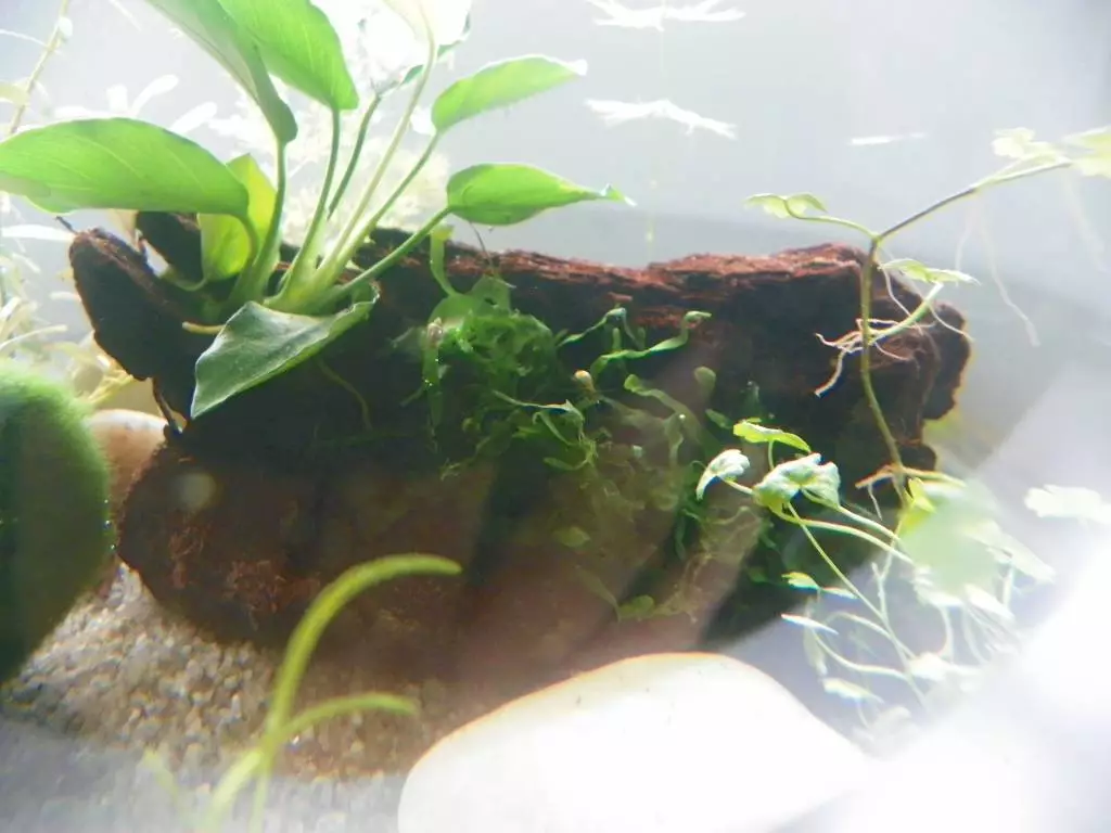 Fotka č. 1 k příspěvku 787049