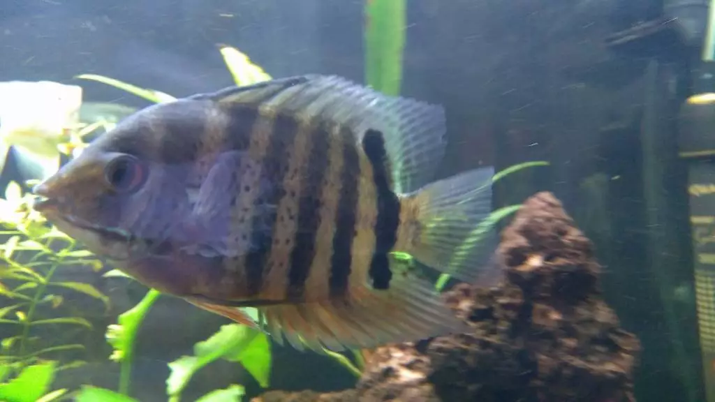 Fotka č. 1 k příspěvku 818278