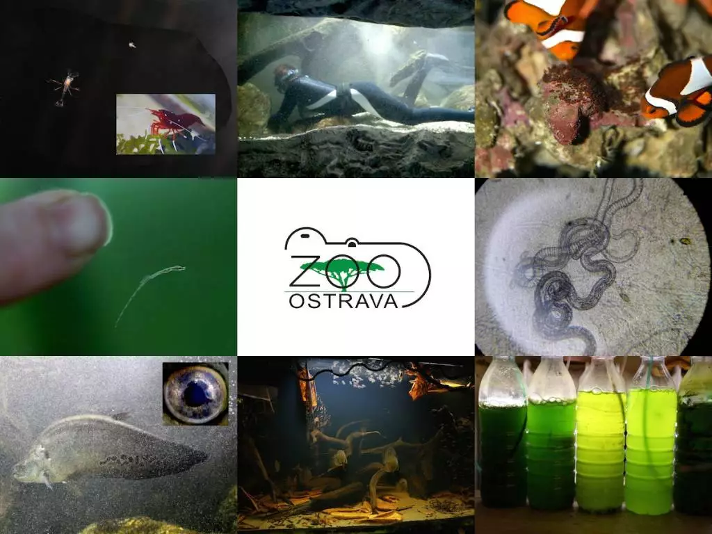 Fotka č. 1 k příspěvku 821239