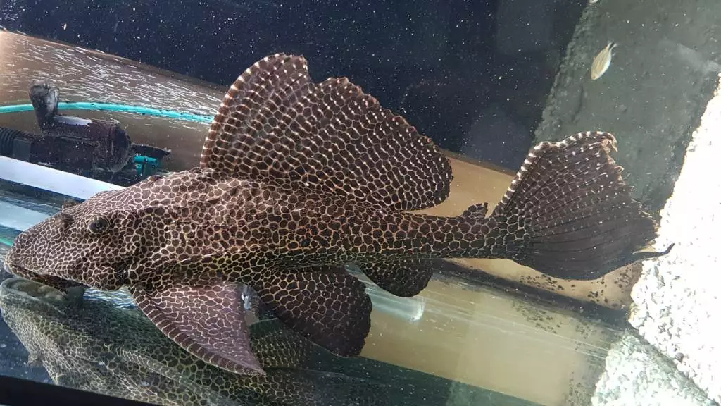 Fotka č. 1 k příspěvku 831945