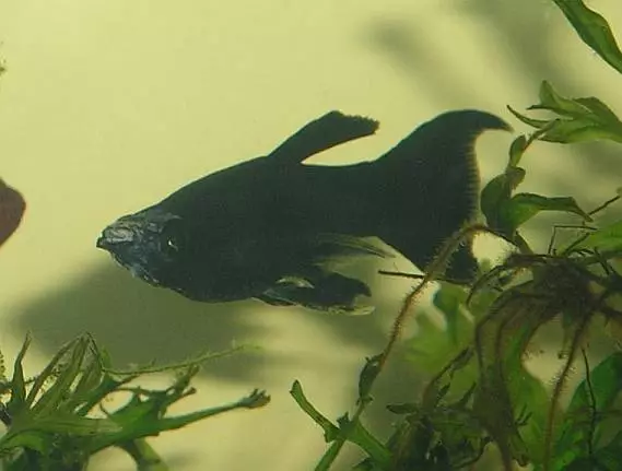 Fotka č. 1 k příspěvku 85137