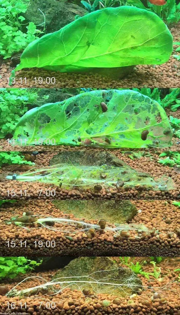 Fotka č. 1 k příspěvku 857233