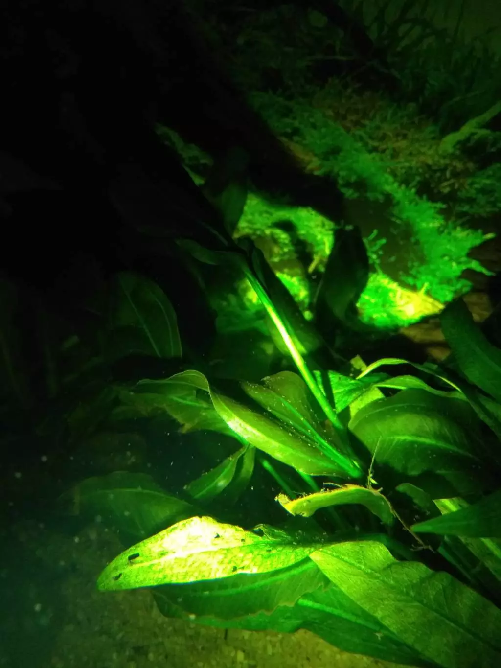 Fotka č. 1 k příspěvku 865979