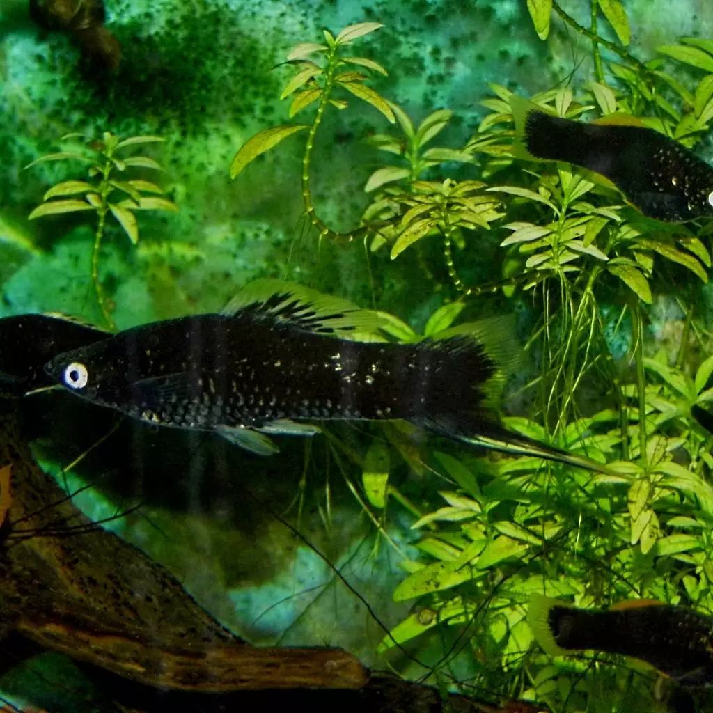 Fotka č. 3 k příspěvku 866113