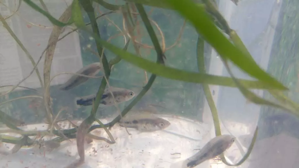 Fotka č. 1 k příspěvku 871512