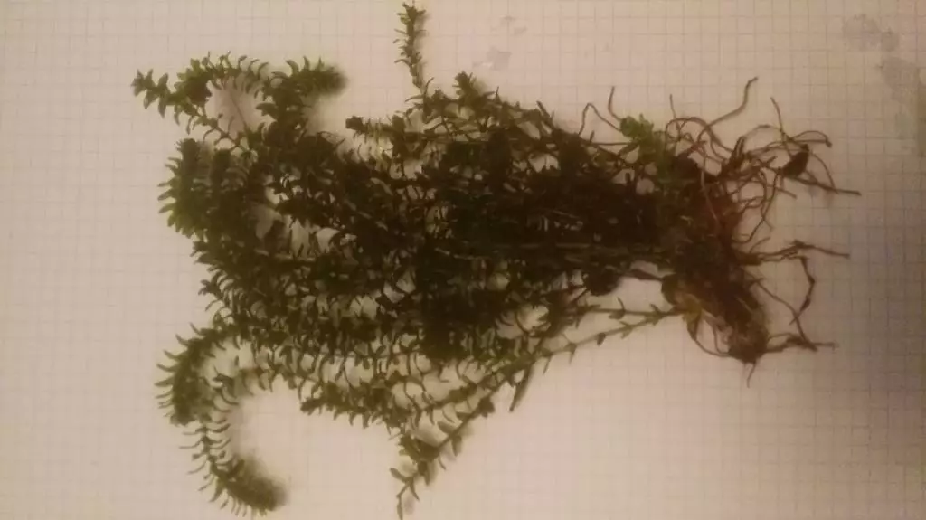 Fotka č. 1 k příspěvku 877371