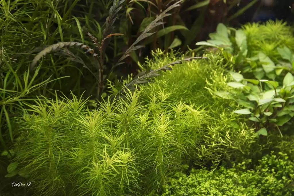 Fotka č. 1 k příspěvku 884498