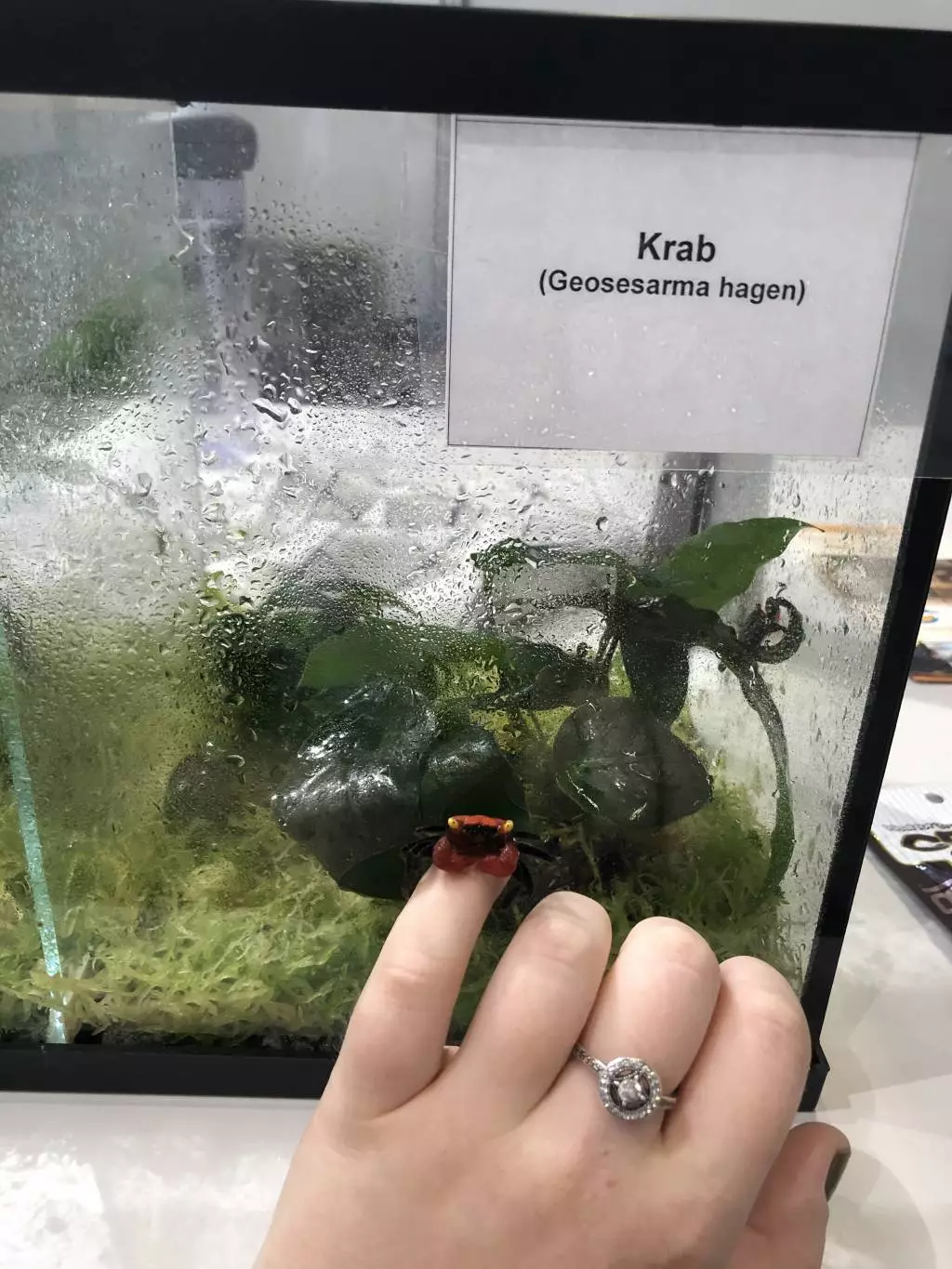 Fotka č. 4 k příspěvku 885175