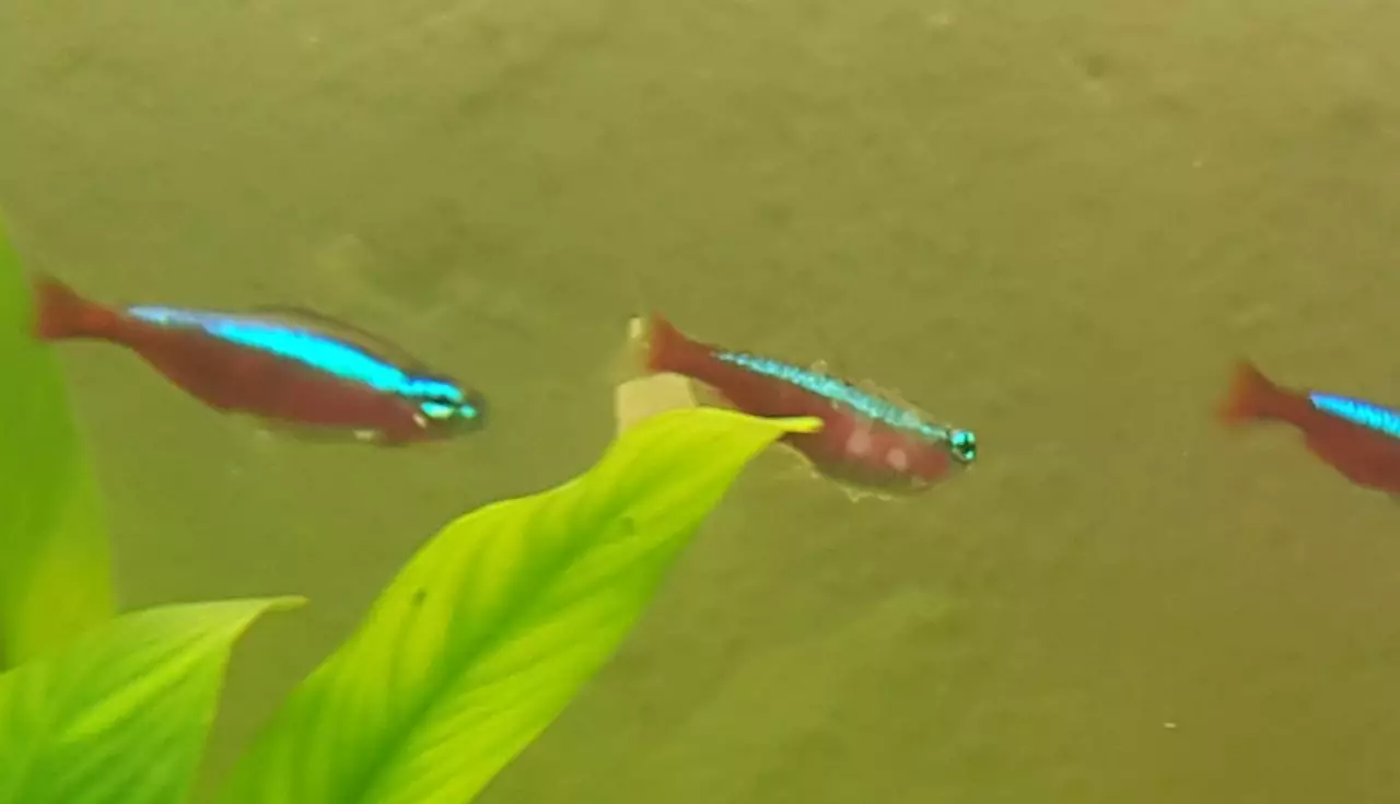 Fotka č. 3 k příspěvku 897832