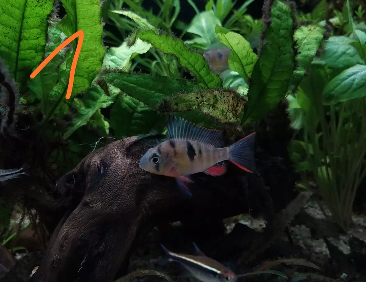 Fotka č. 1 k příspěvku 899860