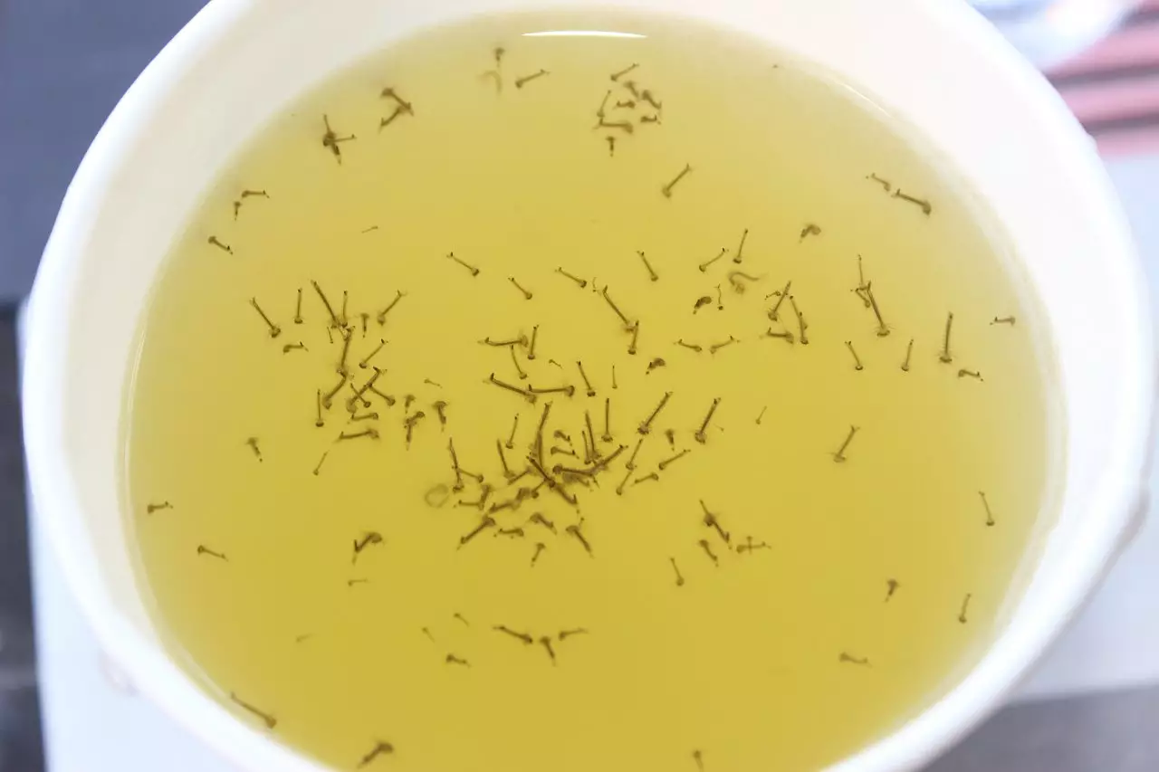 Fotka č. 2 k příspěvku 902483