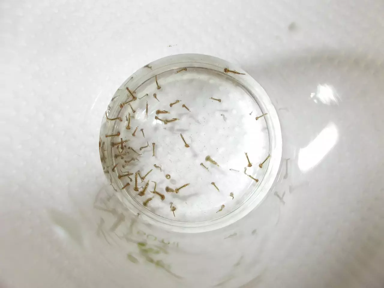 Fotka č. 1 k příspěvku 904351