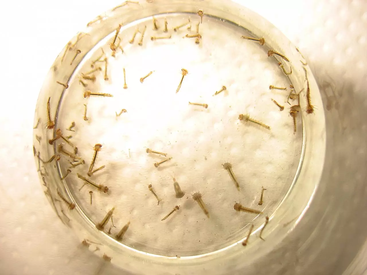 Fotka č. 2 k příspěvku 904351