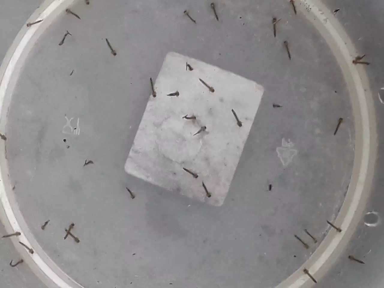 Fotka č. 1 k příspěvku 904452