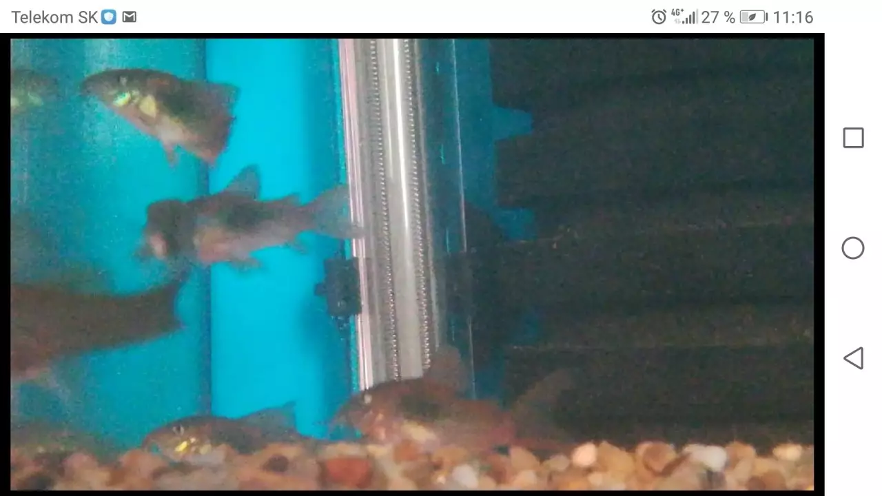 Fotka č. 5 k příspěvku 907649