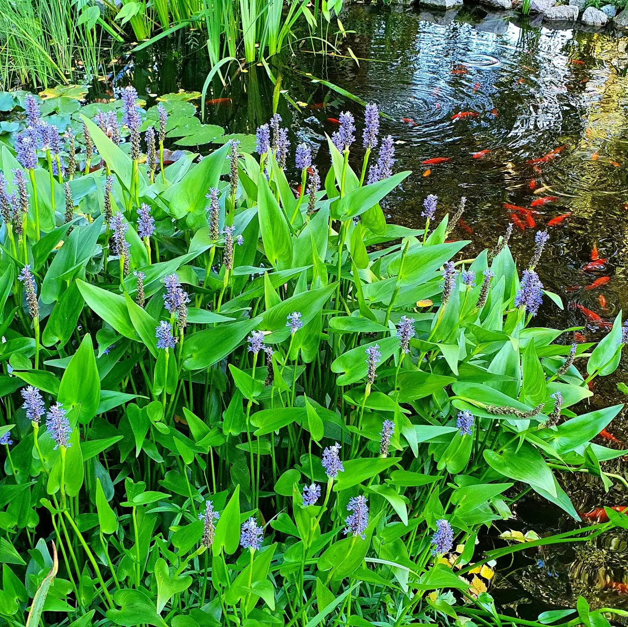 Fotka č. 1 k příspěvku 908248