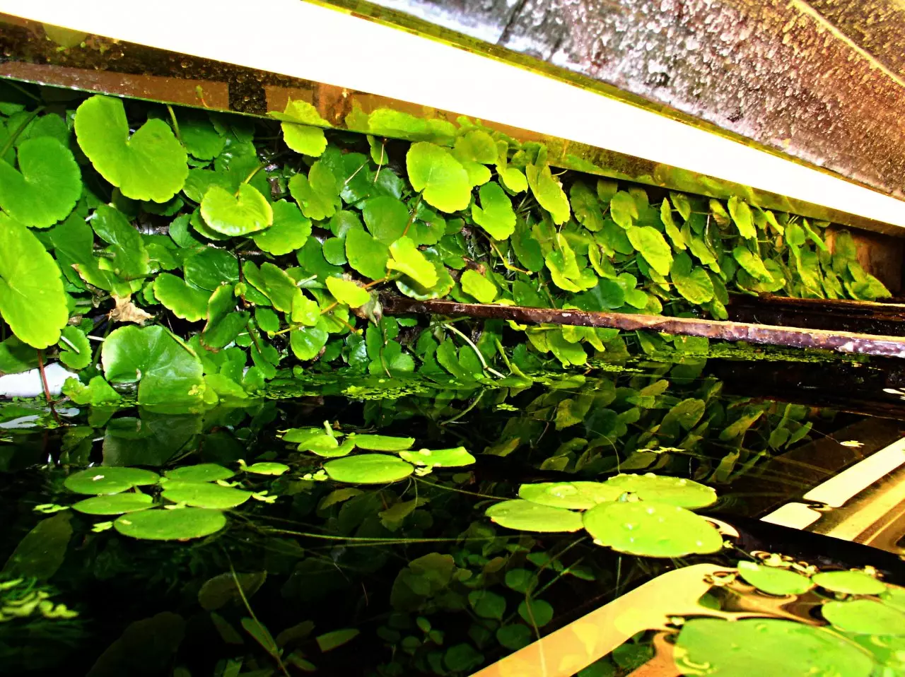 Fotka č. 1 k příspěvku 908275