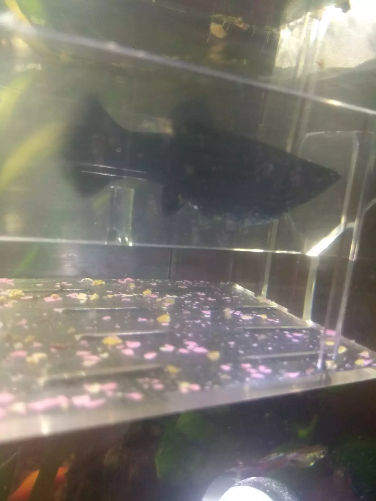 Fotka č. 2 k příspěvku 915510