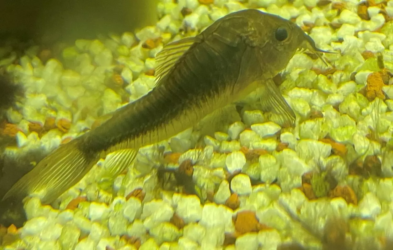 Fotka č. 1 k příspěvku 917590