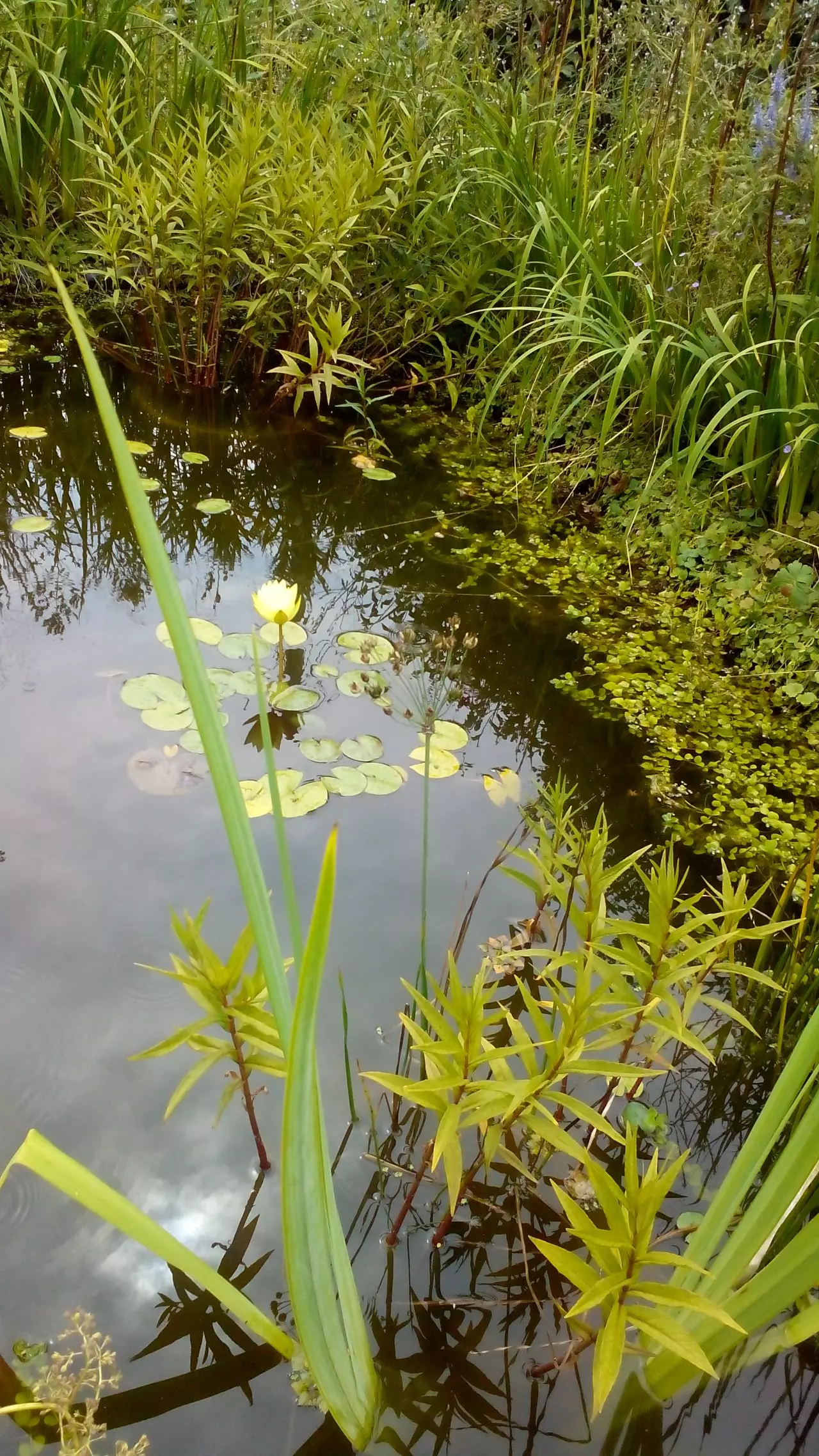 Fotka č. 1 k příspěvku 931884