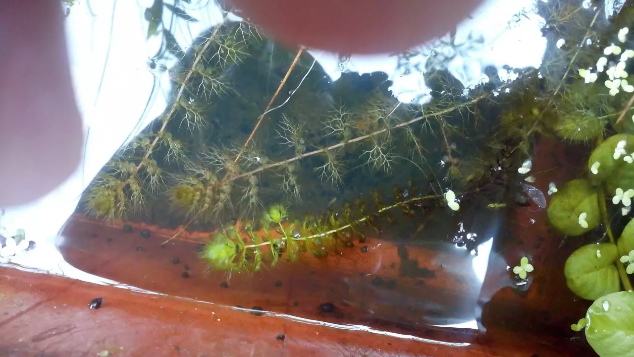 Fotka č. 1 k příspěvku 932043