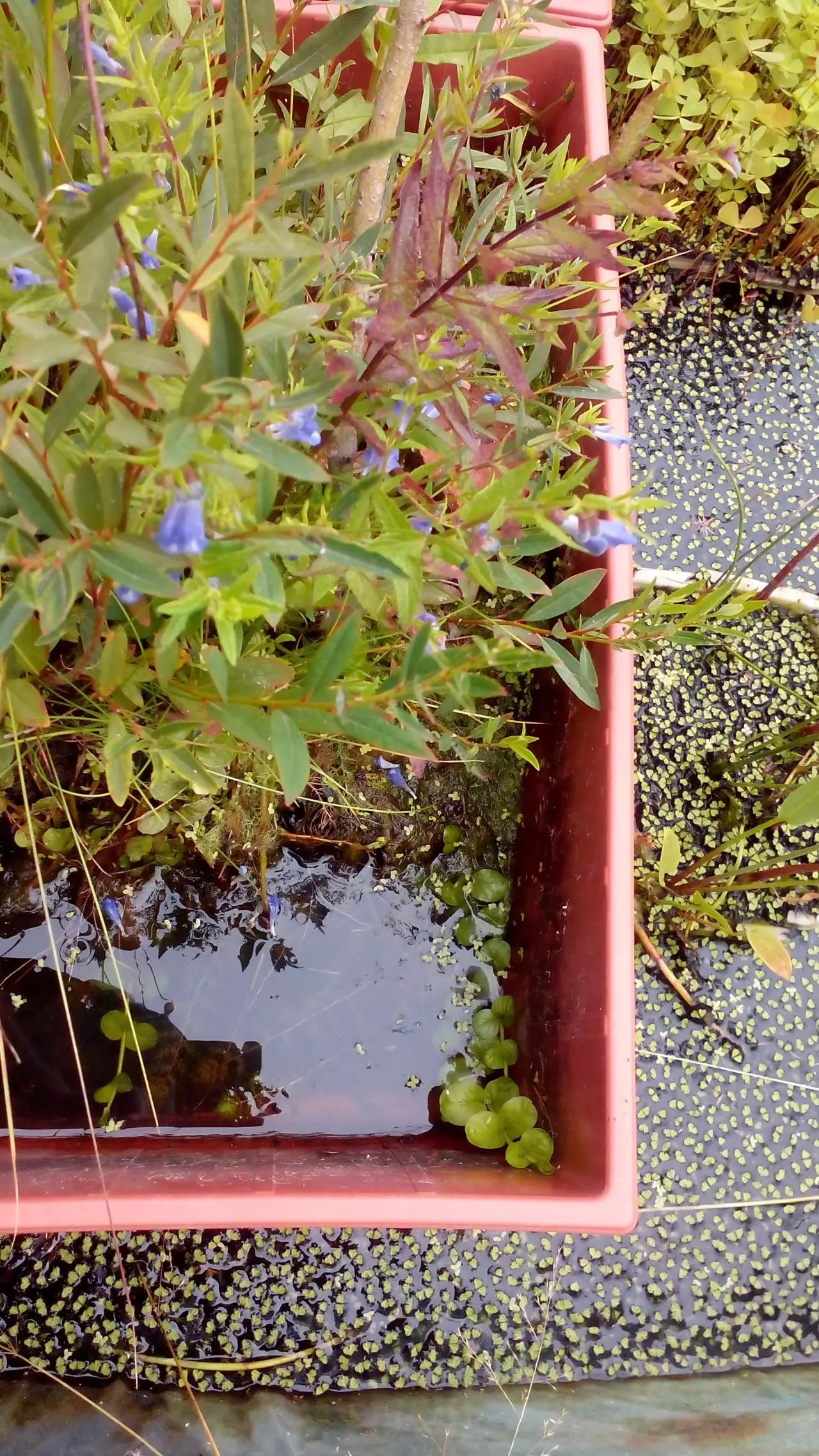 Fotka č. 2 k příspěvku 932043