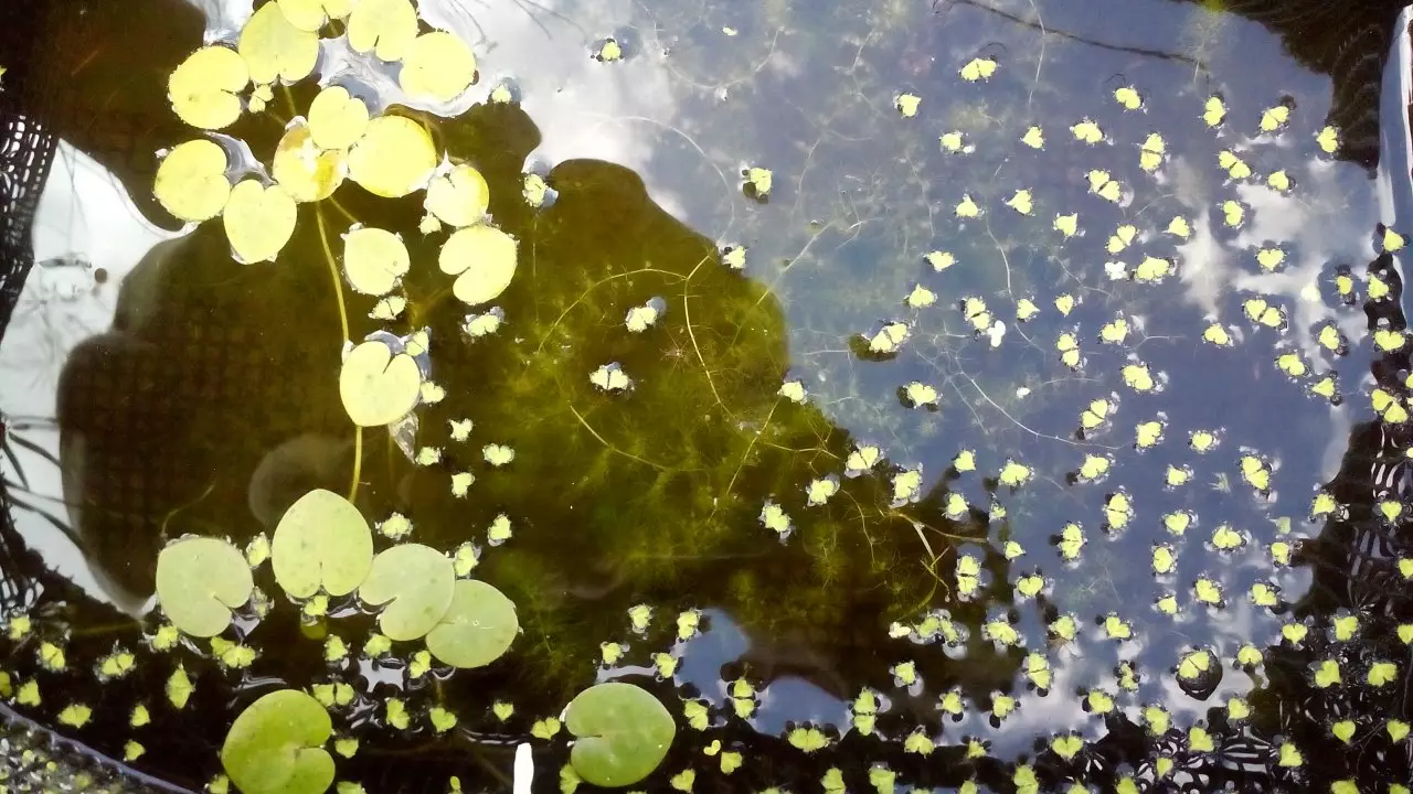 Fotka č. 1 k příspěvku 932076