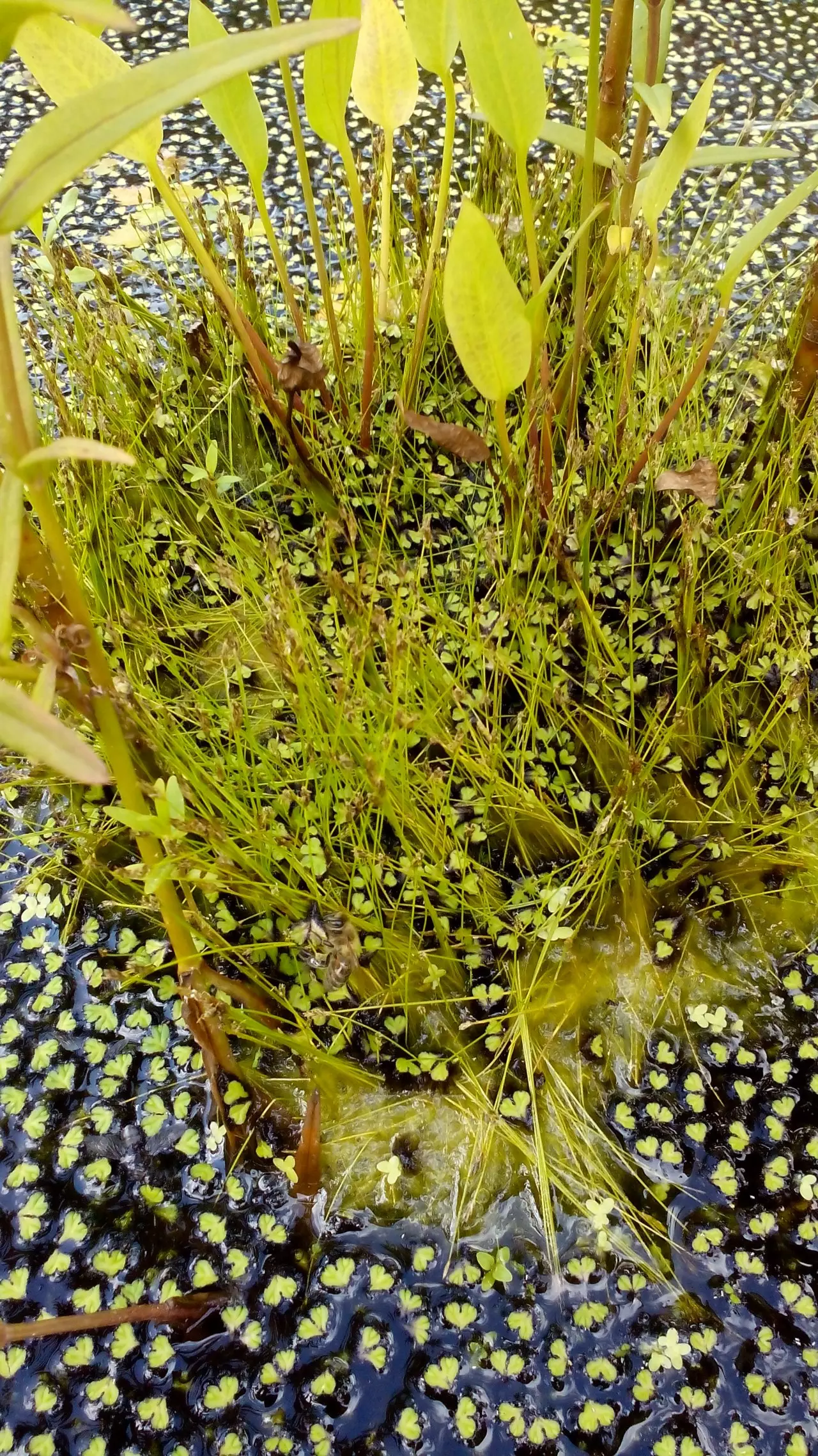 Fotka č. 1 k příspěvku 932080