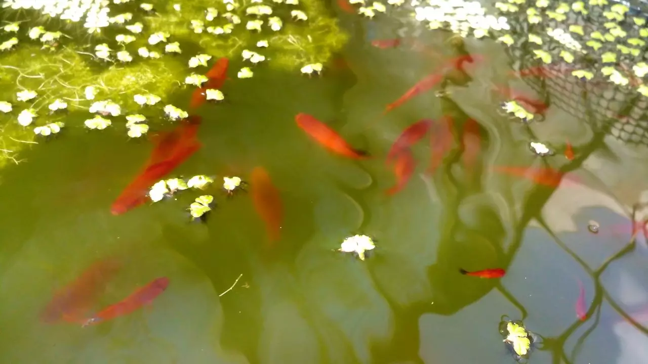 Fotka č. 2 k příspěvku 932081