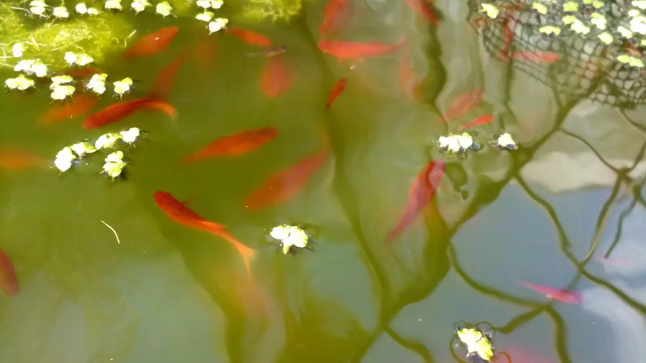 Fotka č. 3 k příspěvku 932081