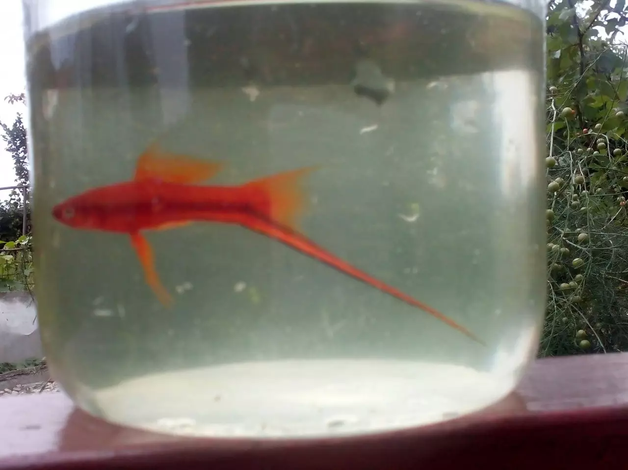 Fotka č. 4 k příspěvku 932081