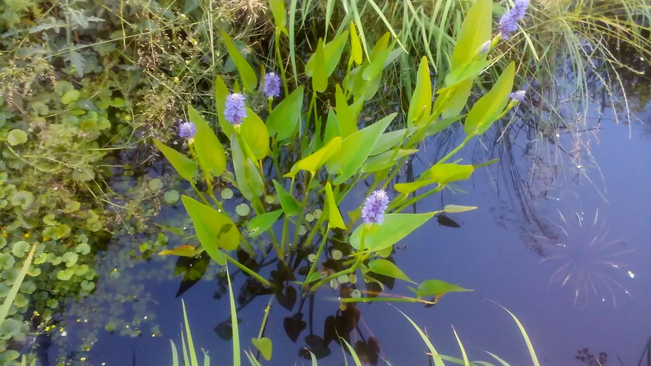 Fotka č. 3 k příspěvku 950743