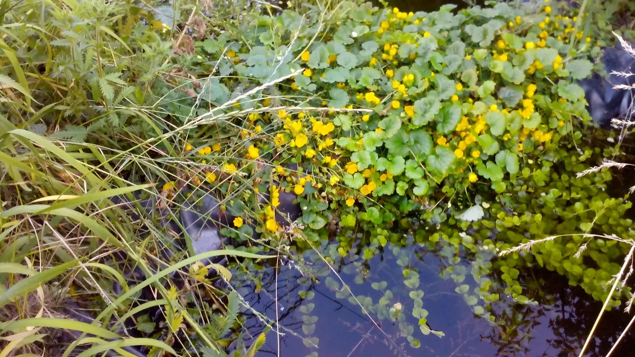 Fotka č. 4 k příspěvku 950743