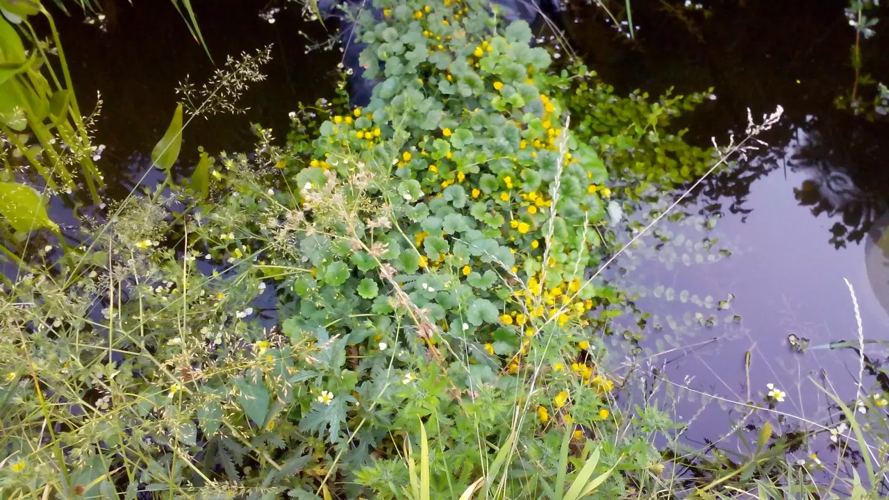 Fotka č. 5 k příspěvku 950743