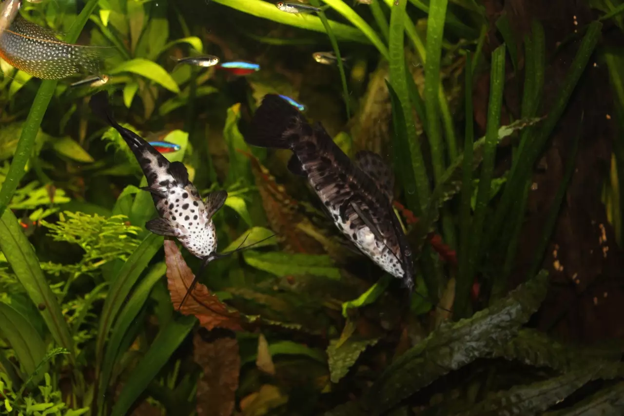 Fotka č. 1 k příspěvku 950759