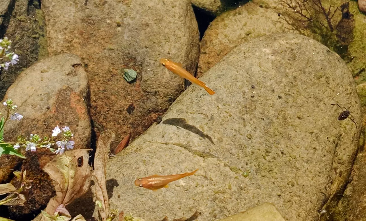 Fotka č. 1 k příspěvku 950829