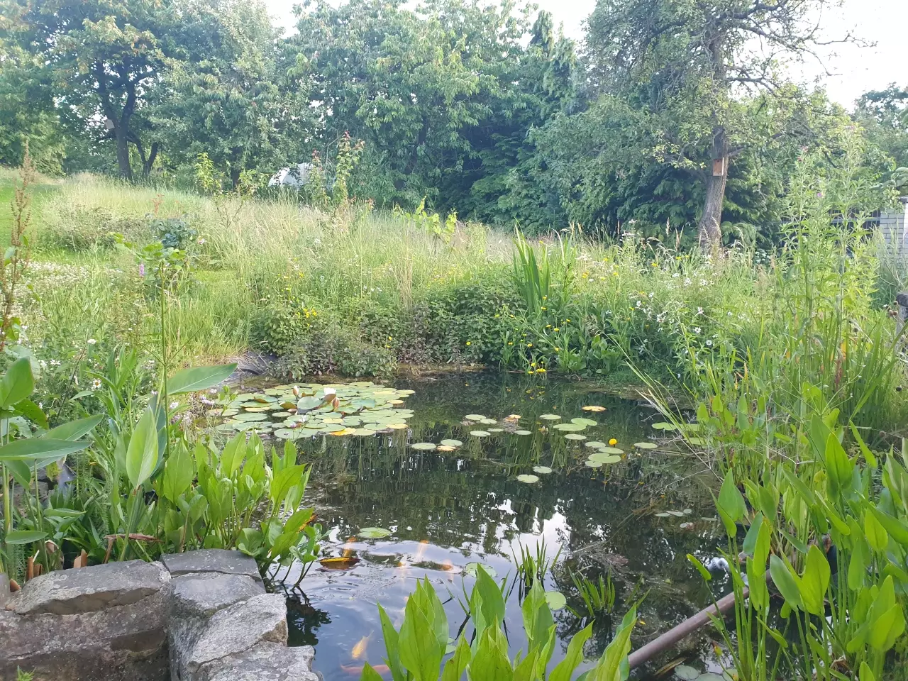 Fotka č. 2 k příspěvku 950838